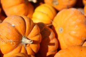 pumpkin farm