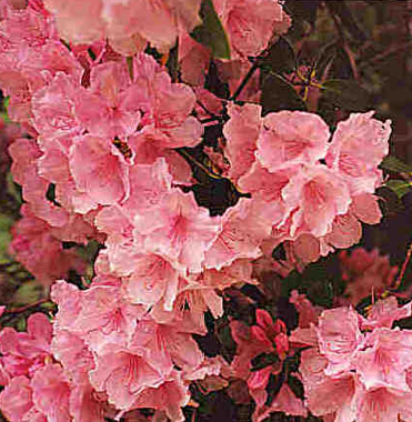 Tip of the Week – Coffee Fertilizer | The Go Green Blog